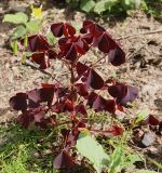 Oxalis stricta. Цветущее и плодоносящее растение. Ленинградская обл., Кургальский п-ов, обочина автодороги среди заболоченного леса. 05.08.2019.