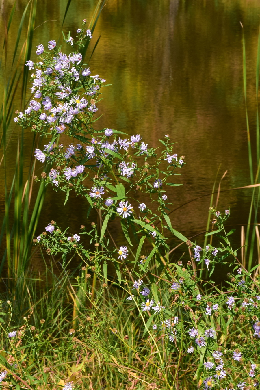 Изображение особи Symphyotrichum novi-belgii.