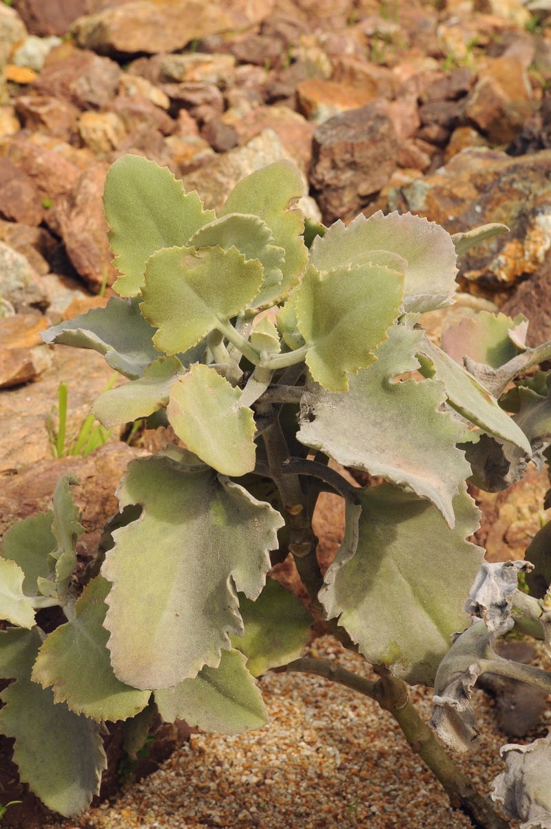 Изображение особи Kalanchoe beharensis.