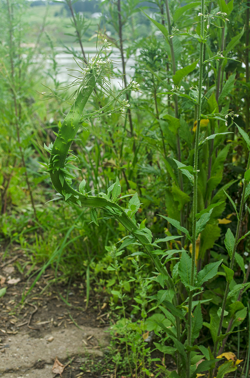 Image of Arabis pendula specimen.