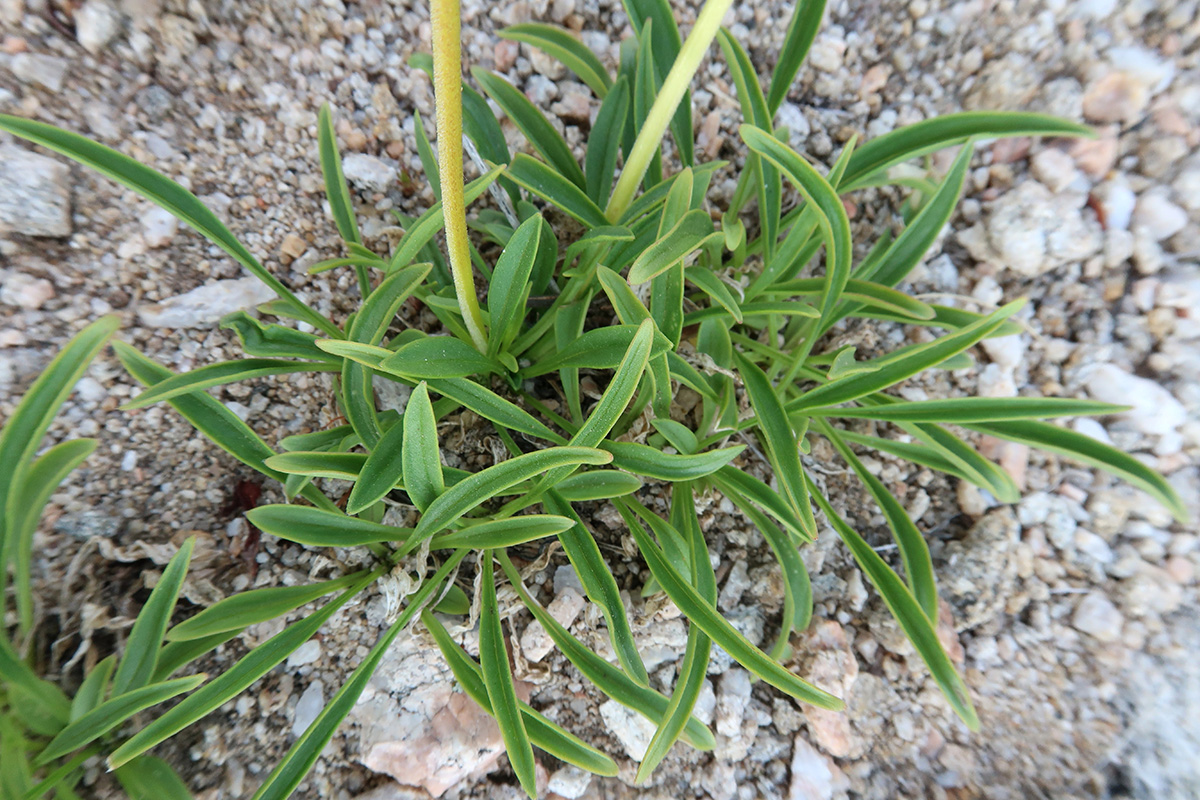 Image of Patrinia sibirica specimen.