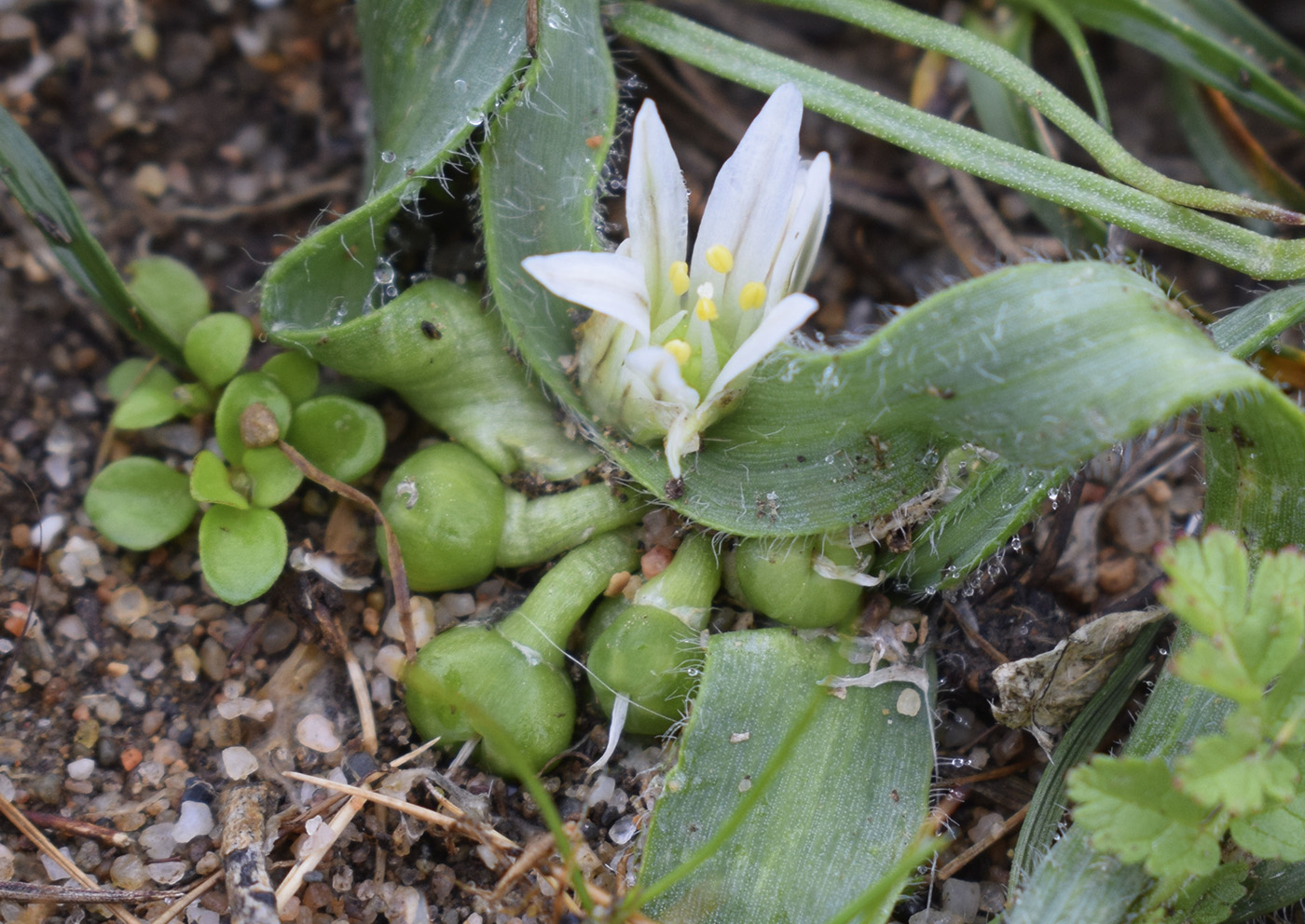 Image of Allium chamaemoly specimen.