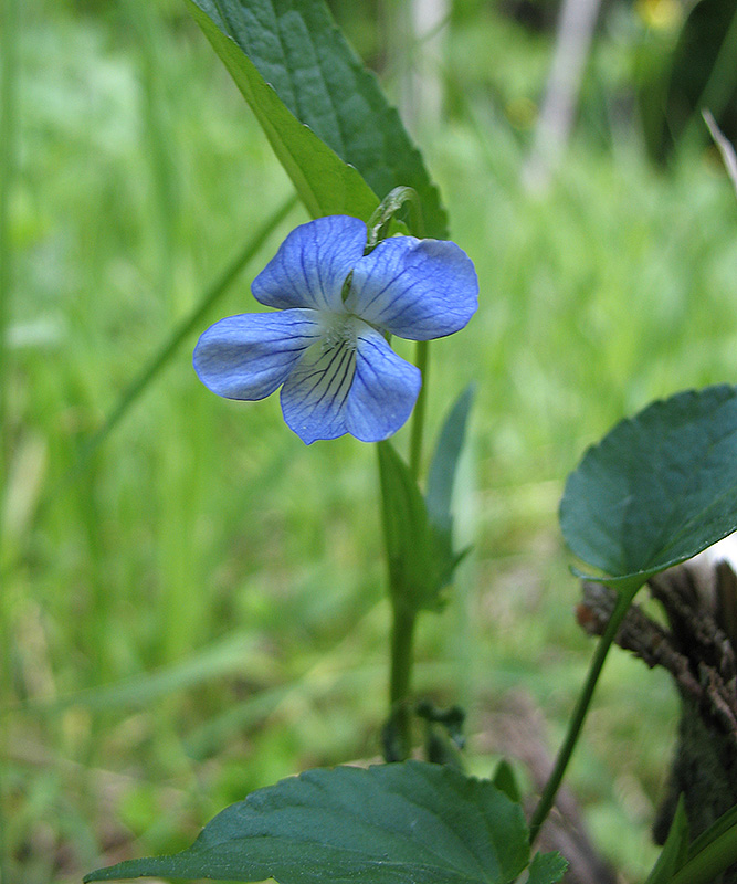 Image of Viola ruppii specimen.