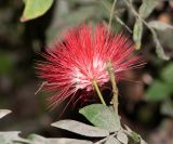 Calliandra variety carbonaria