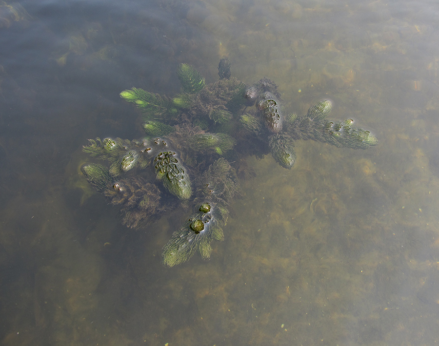 Изображение особи Ceratophyllum demersum.