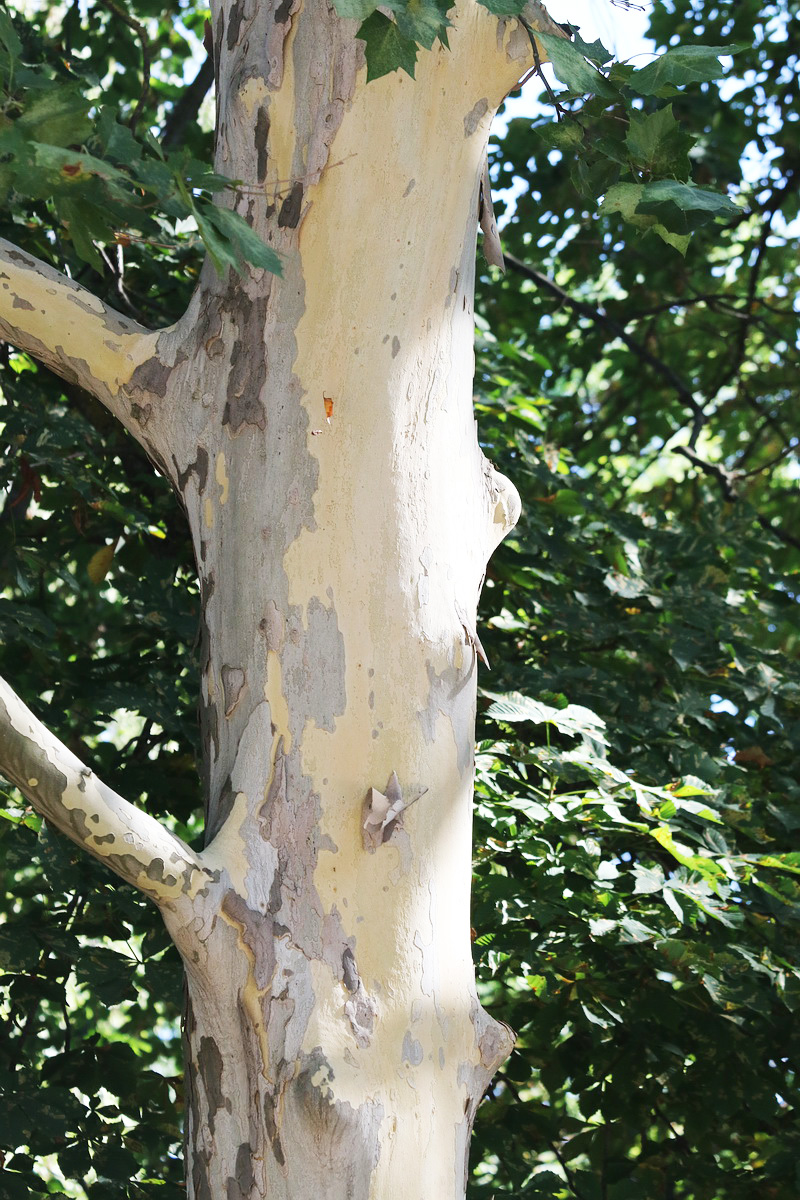 Image of Platanus &times; acerifolia specimen.