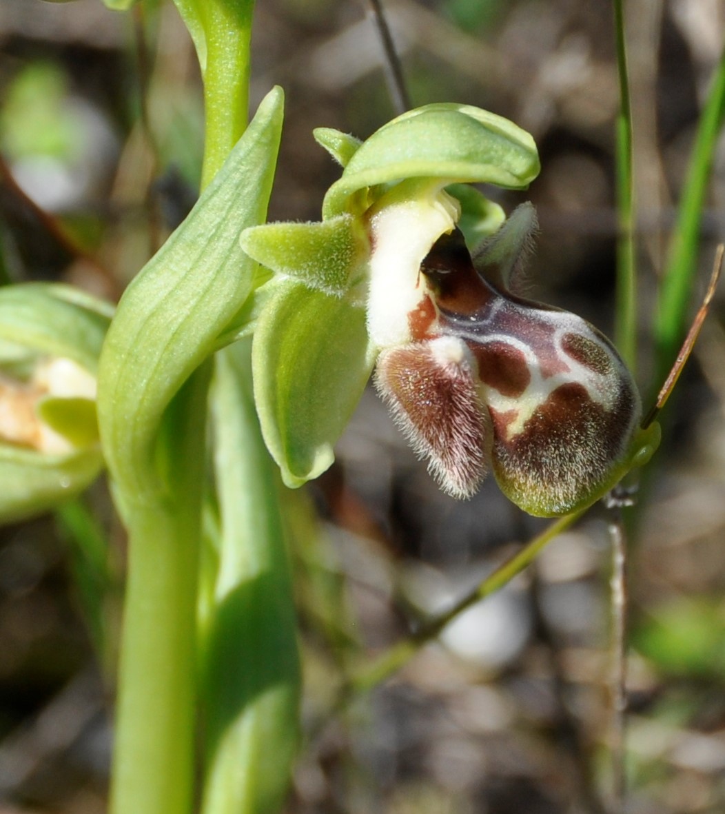 Image of Ophrys flavomarginata specimen.