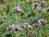 Oxytropis pilosissima