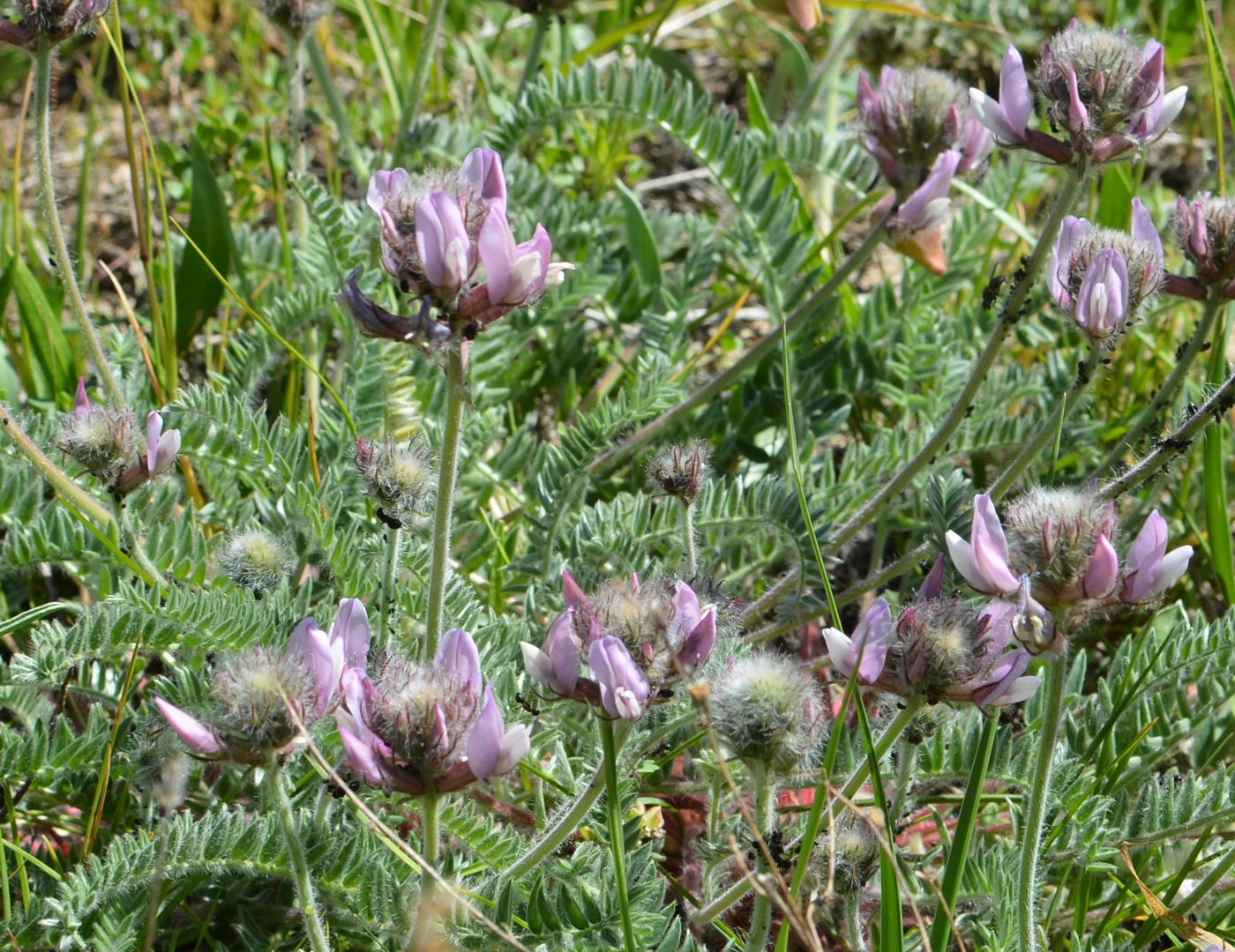 Image of Oxytropis pilosissima specimen.