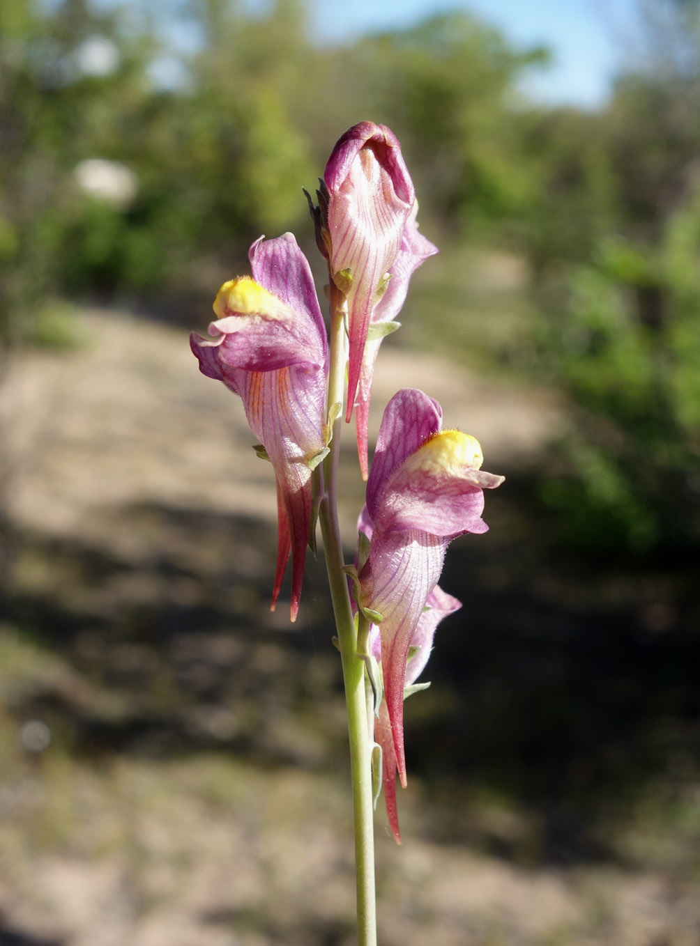 Изображение особи Linaria transiliensis.