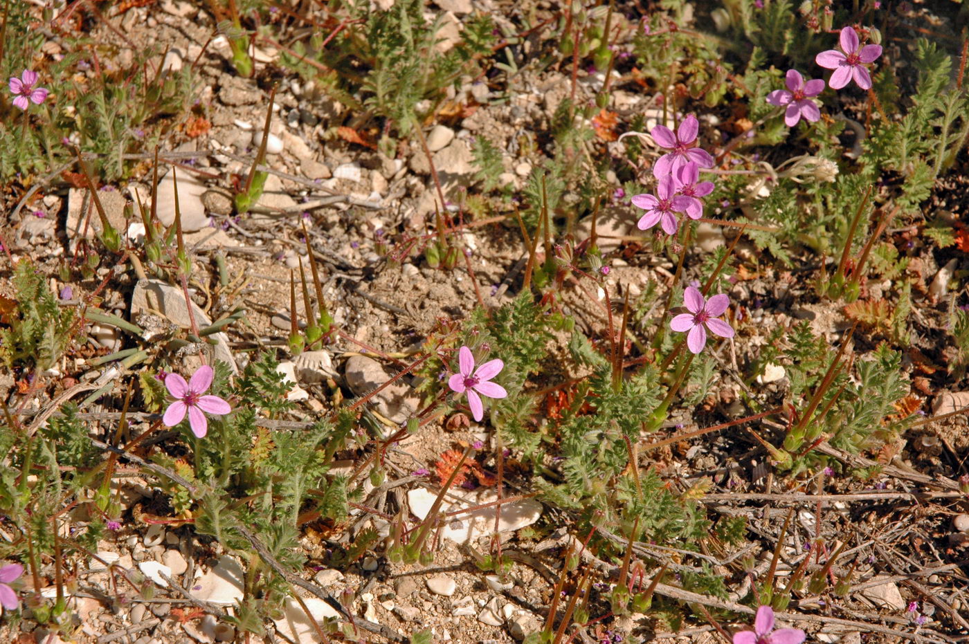 Image of Erodium cicutarium specimen.