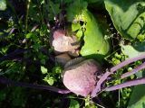 Brassica oleracea разновидность gongylodes. Растение с растрескавшимся побегом. Тверская обл., Весьегонский р-н, с. Чистая Дуброва, в культуре. 7 августа 2019 г.