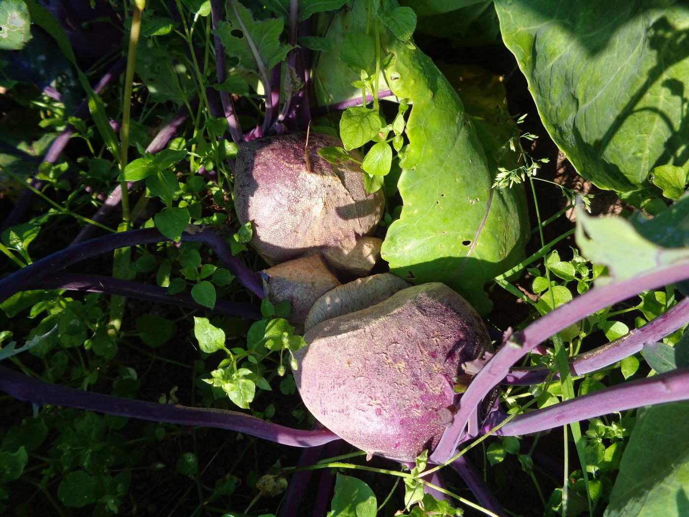 Изображение особи Brassica oleracea var. gongylodes.