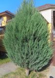 Juniperus scopulorum