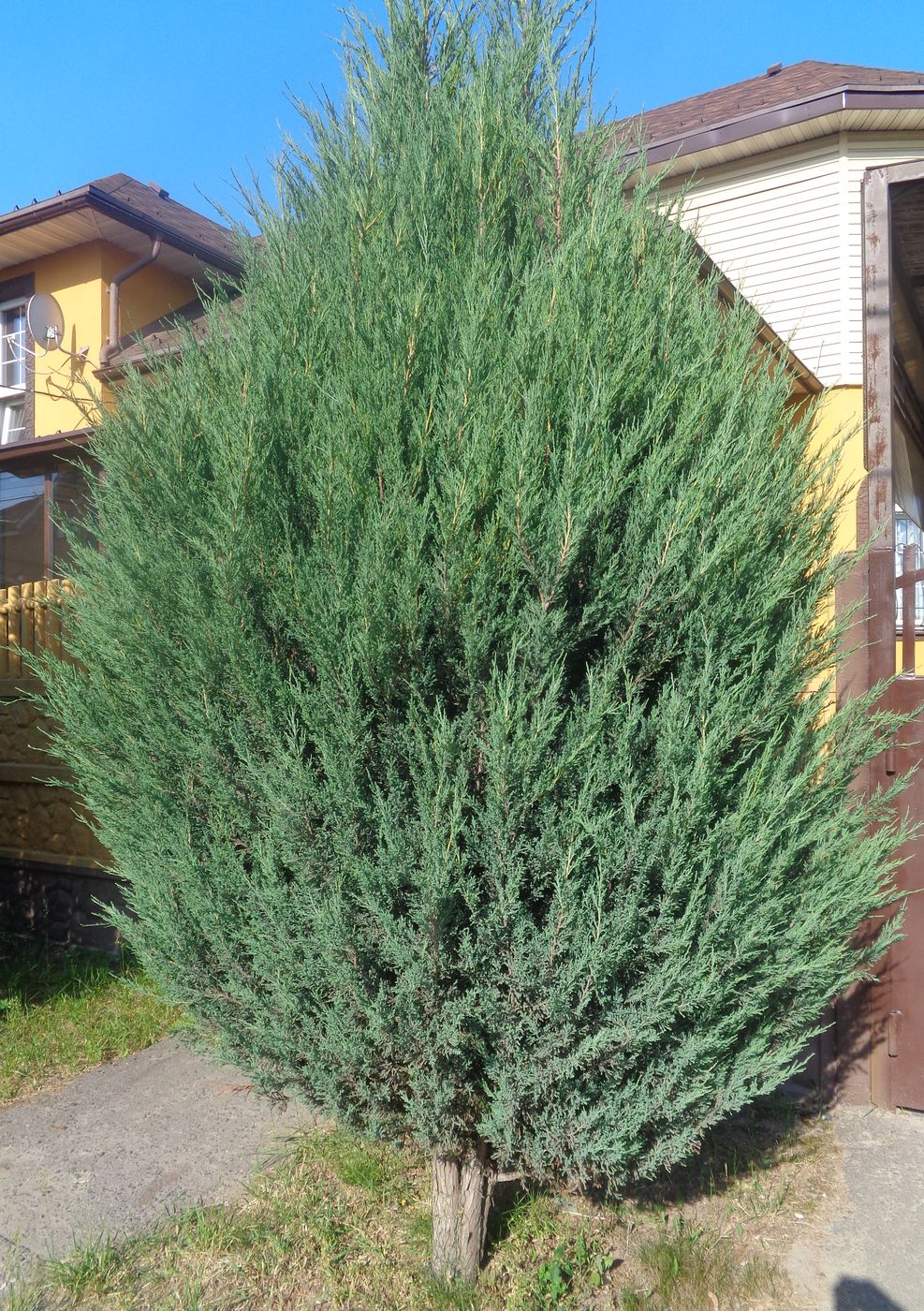 Image of Juniperus scopulorum specimen.