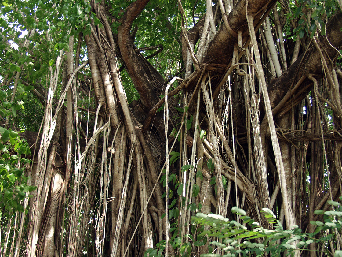 Image of genus Ficus specimen.