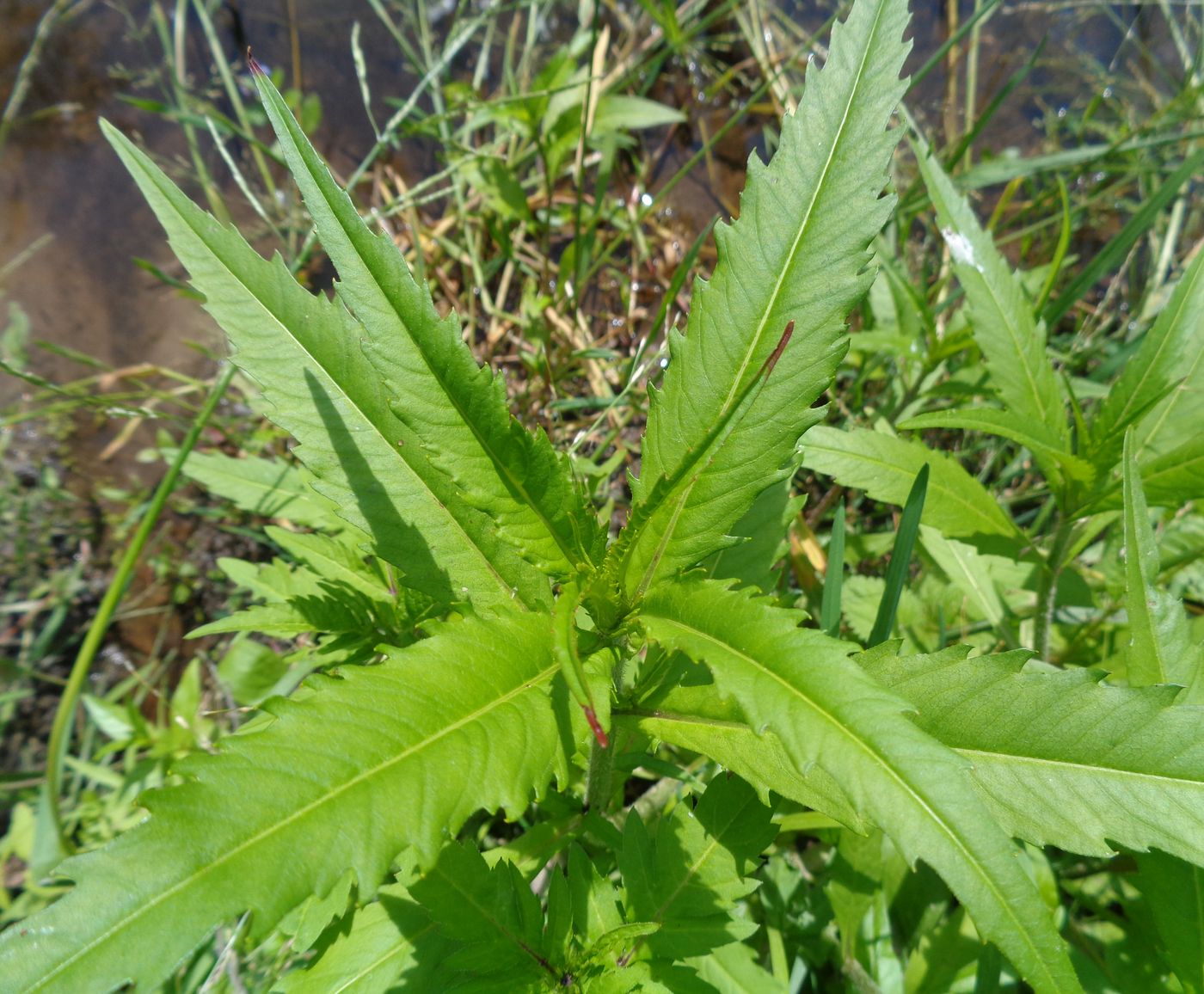 Image of Bidens cernua specimen.