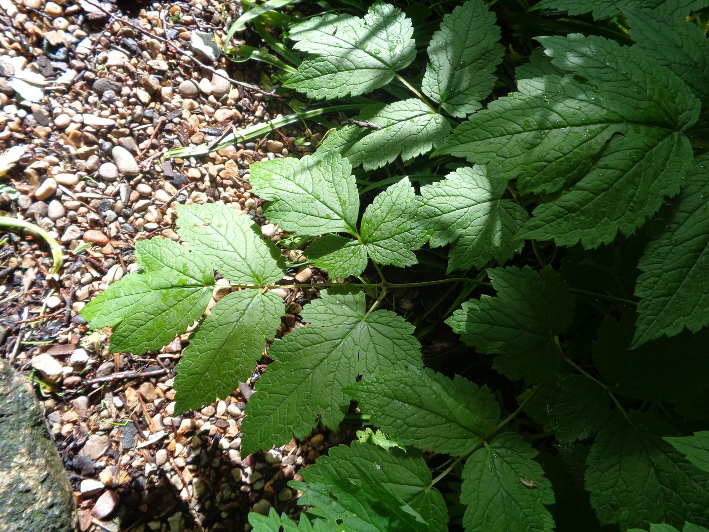 Image of genus Cimicifuga specimen.