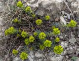 Euphorbia petrophila