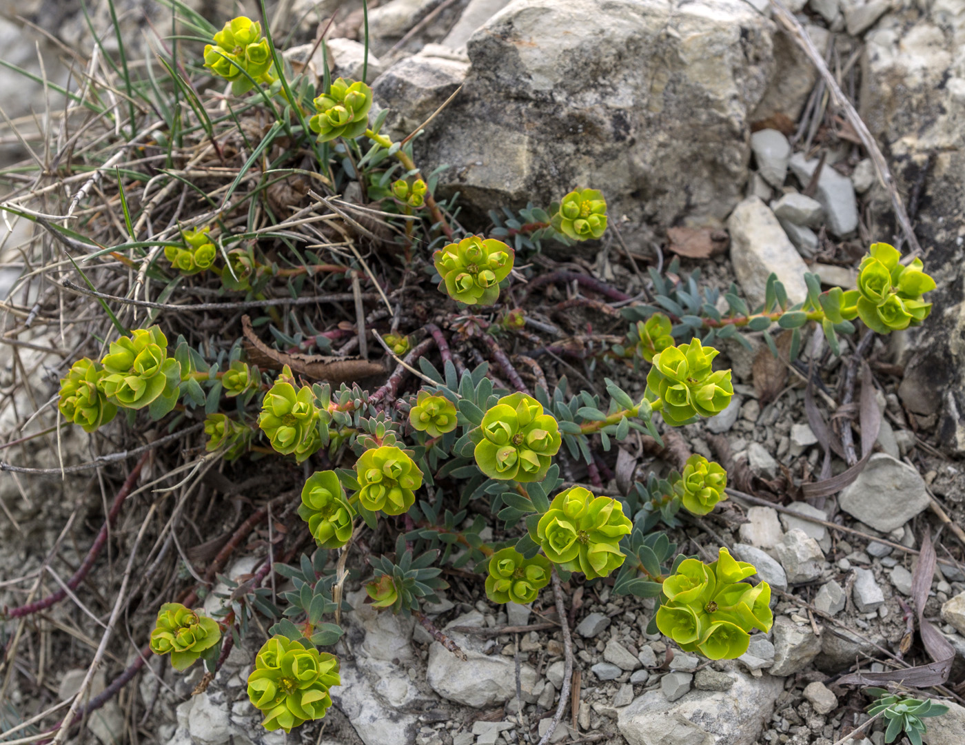 Изображение особи Euphorbia petrophila.