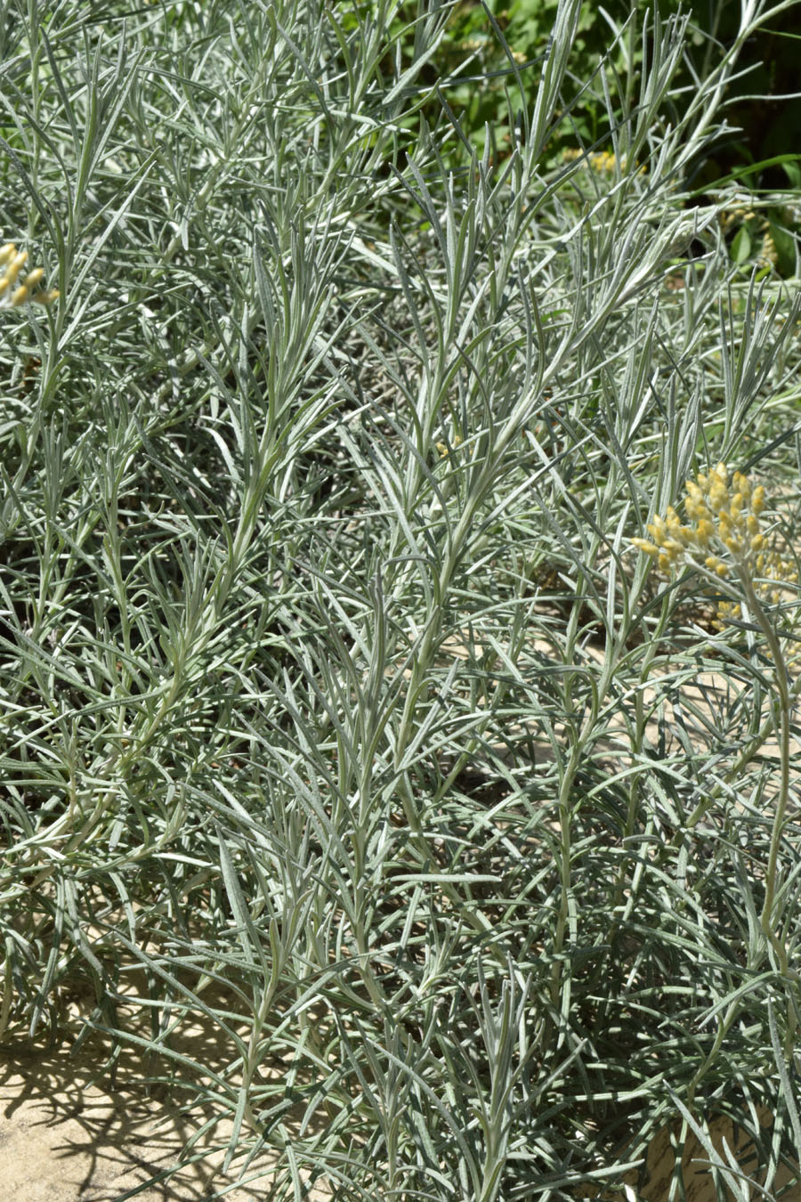 Image of familia Asteraceae specimen.