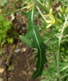 Brassica oleracea var. viridis