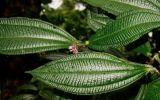 Miconia tococapitata