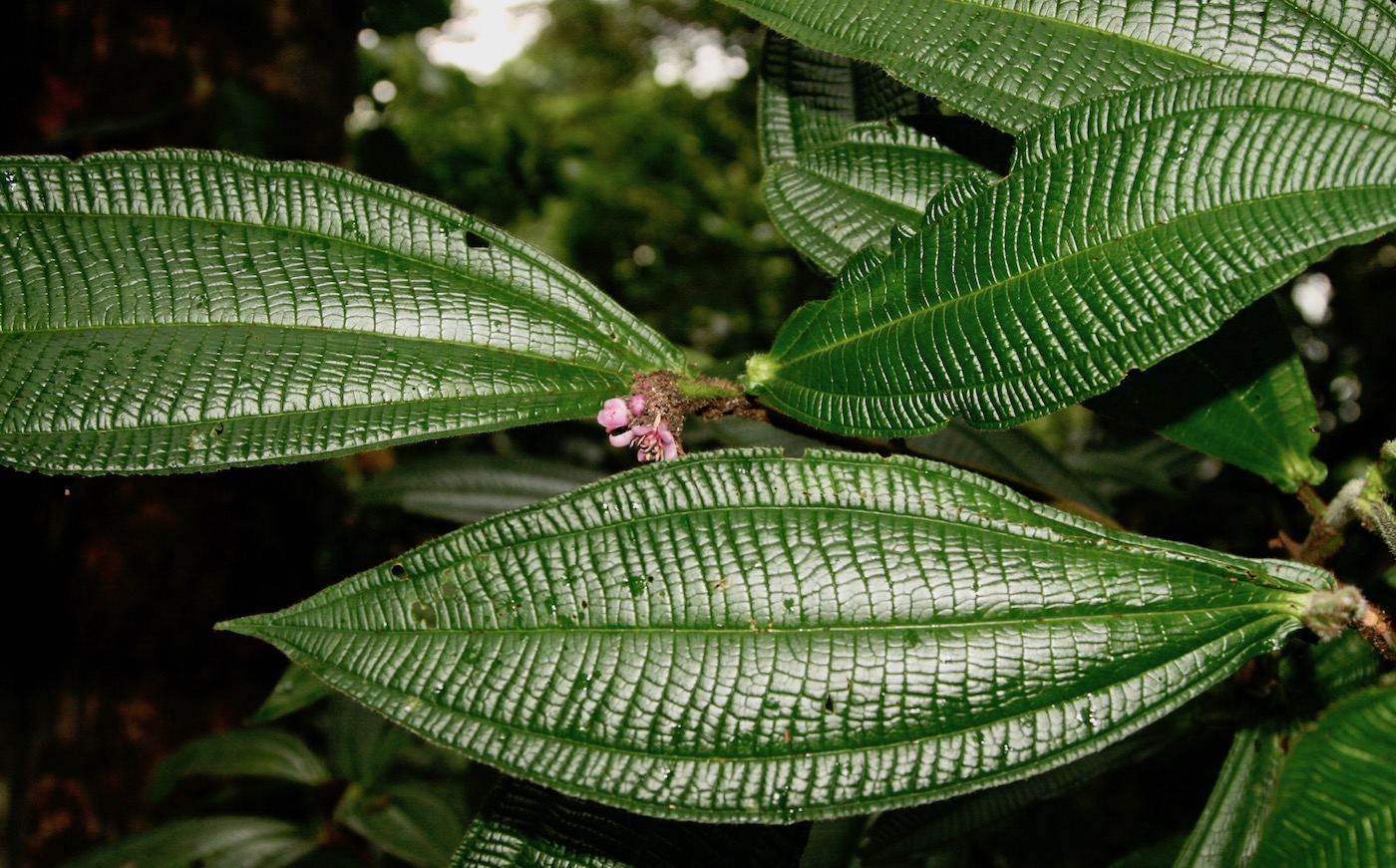 Image of Miconia tococapitata specimen.