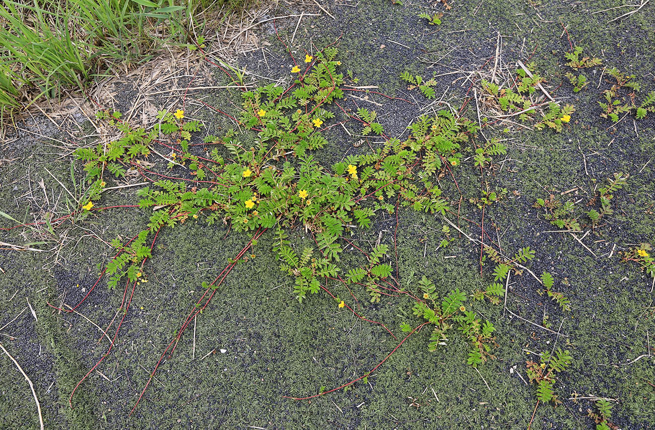 Изображение особи Potentilla pacifica.