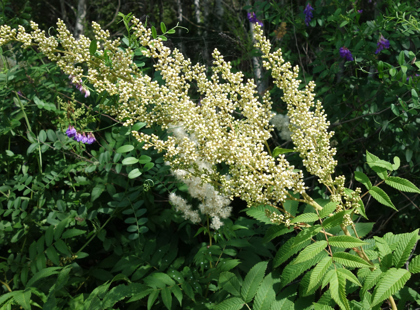 Image of Sorbaria sorbifolia specimen.