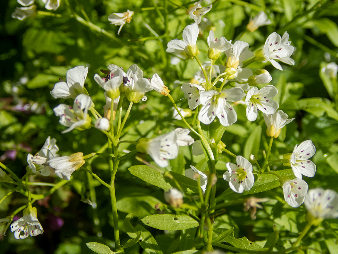 Изображение особи Cardamine amara.