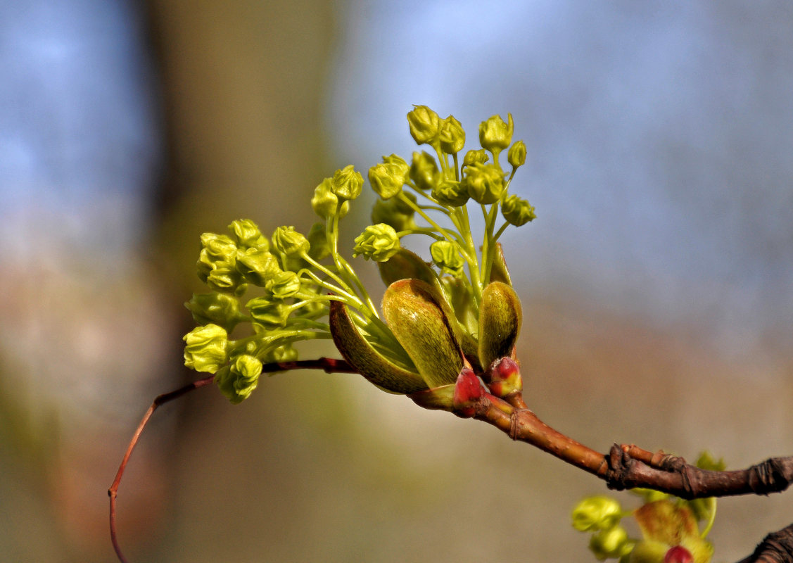 Image of Acer platanoides specimen.