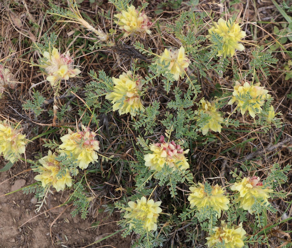 Image of Astragalus aureus specimen.