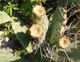 Opuntia phaeacantha var. camanchica f. rubra