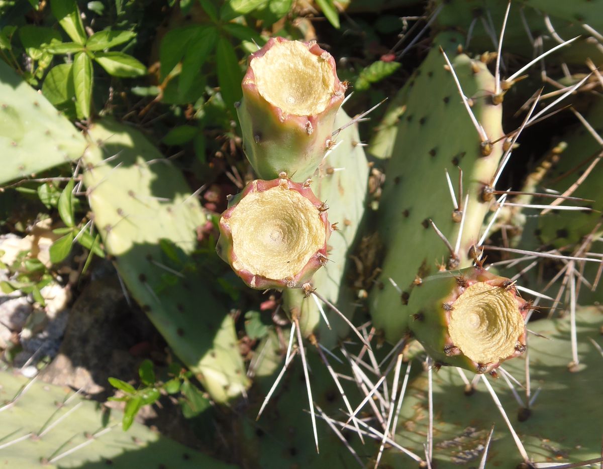 Изображение особи Opuntia phaeacantha var. camanchica f. rubra.