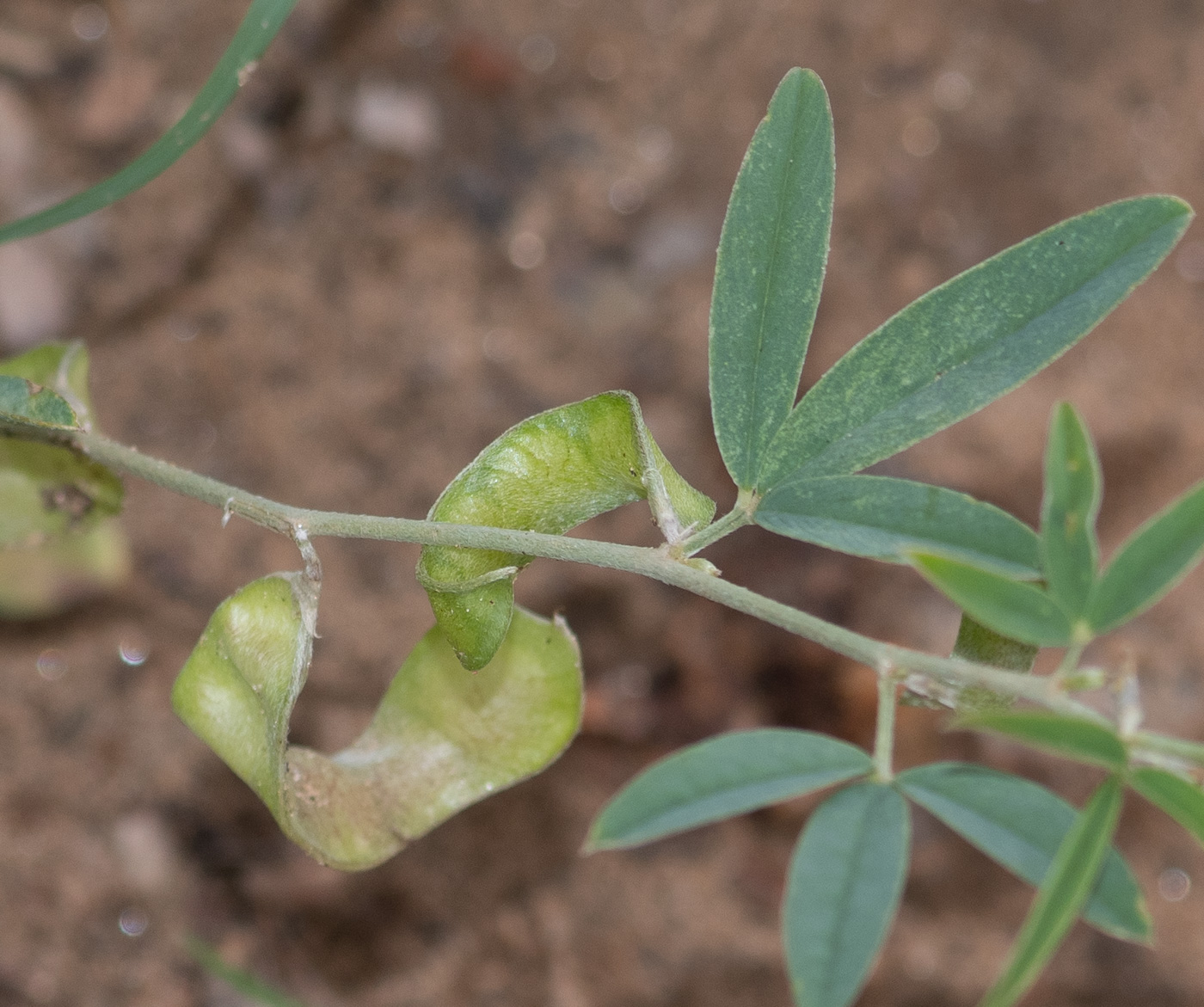 Изображение особи Ptycholobium biflorum.