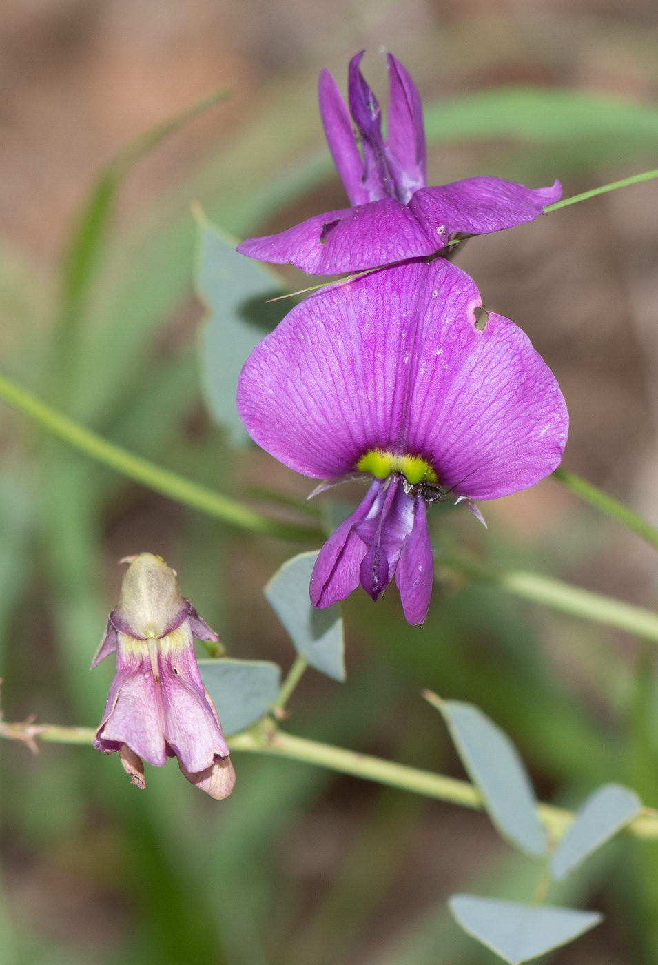 Изображение особи Otoptera burchellii.