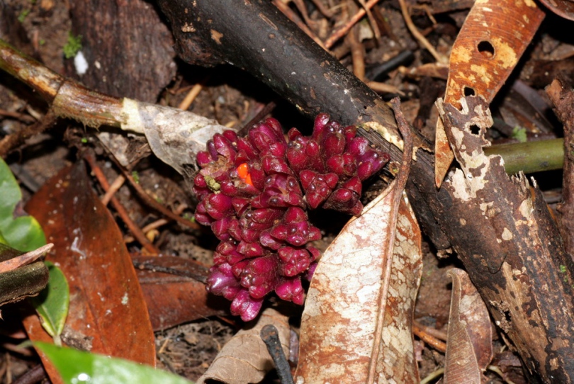 Image of Amischotolype mollissima specimen.