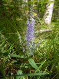 Veronica longifolia. Верхушка изогнутого побега с соцветием. Тверская обл., Кимрский р-н, окр. дер. Воронцово, светлый берёзово-еловый лес. 25.07.2020.