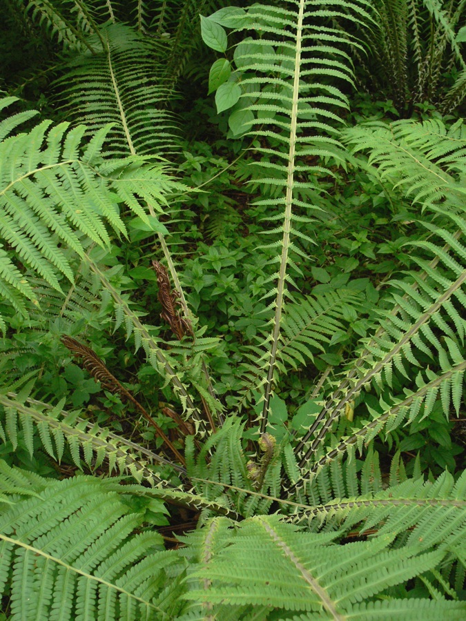 Изображение особи Matteuccia struthiopteris.