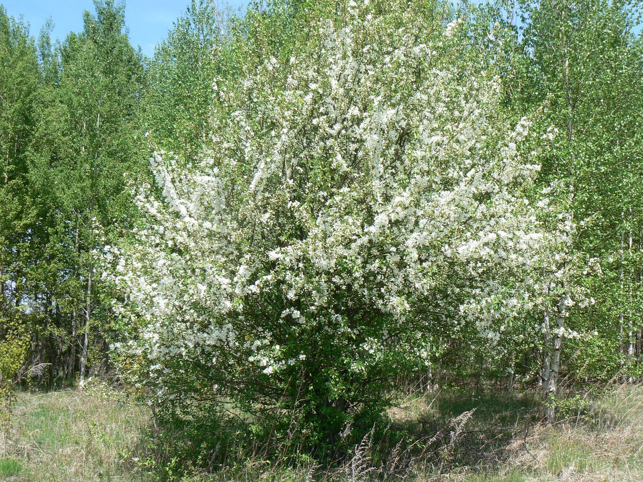 Изображение особи Malus mandshurica.