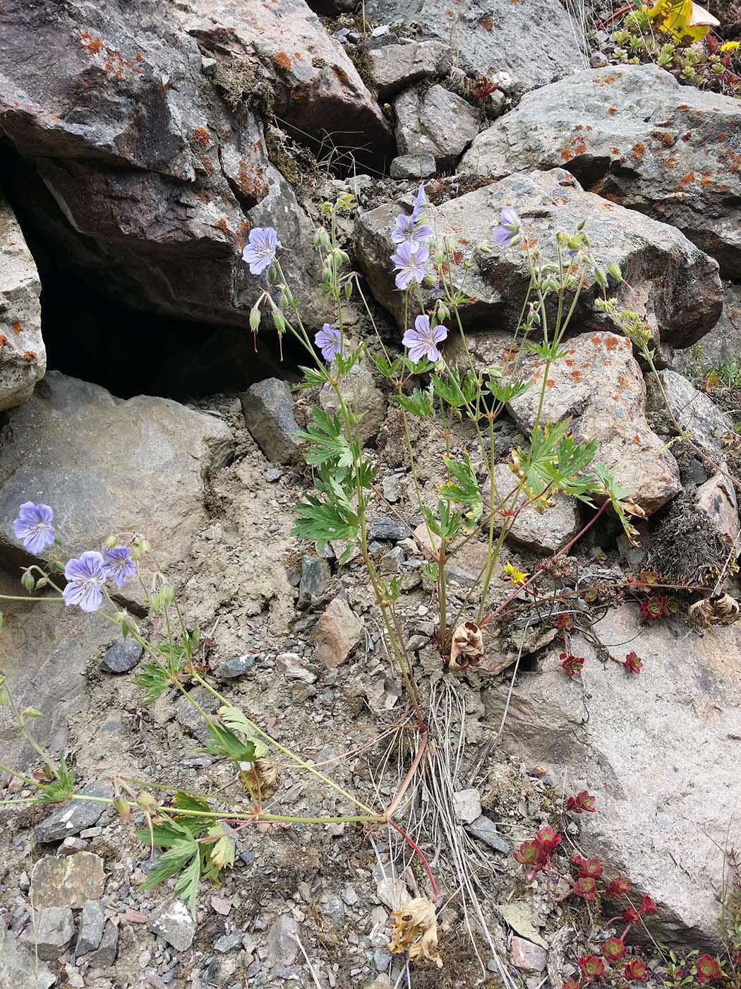 Image of Geranium pratense specimen.