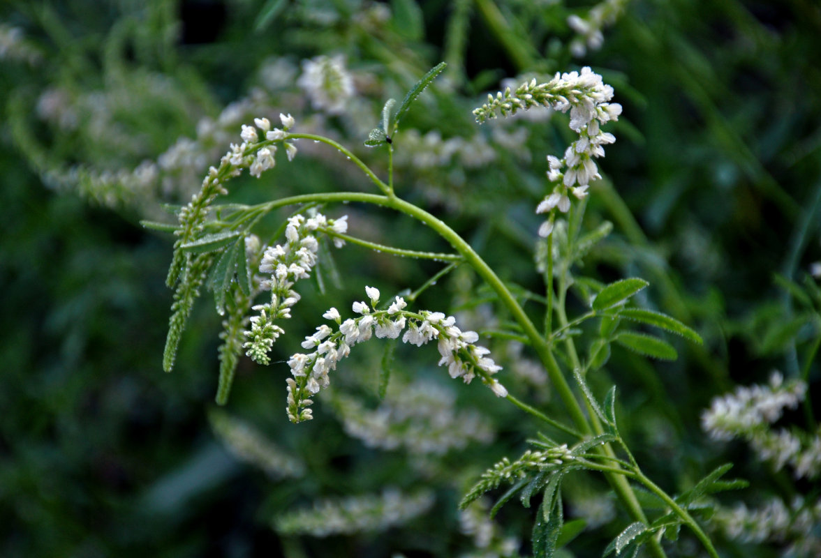 Изображение особи Melilotus albus.