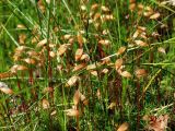 Polytrichum commune