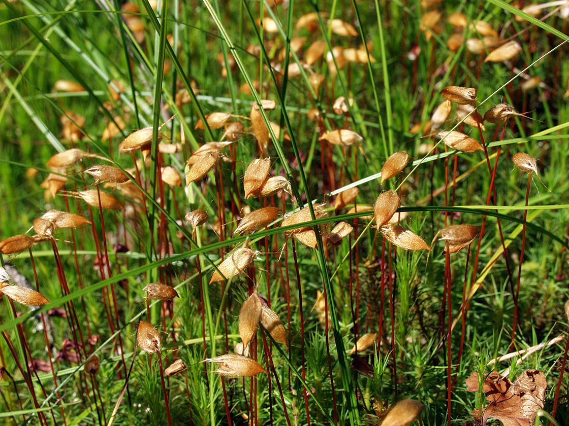 Image of Polytrichum commune specimen.