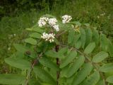 Sorbus aucuparia. Верхушка побега с соцветием. Тверская обл., Весьегонск, Приморский парк. 5 июня 2020 г.