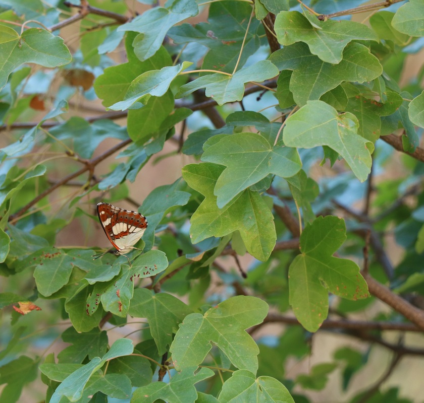 Image of Acer ibericum specimen.