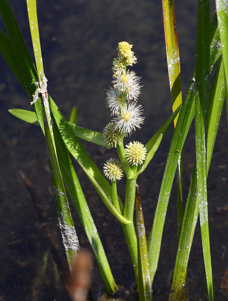 Изображение особи Sparganium japonicum.