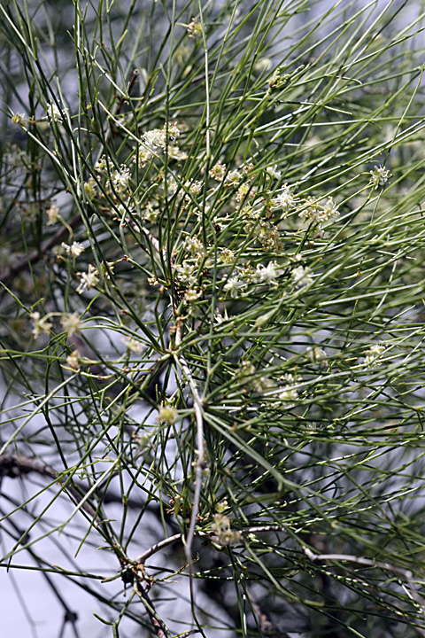 Image of genus Calligonum specimen.