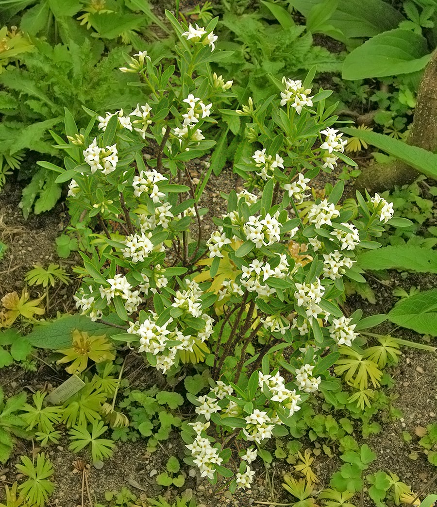 Image of Daphne alpina specimen.